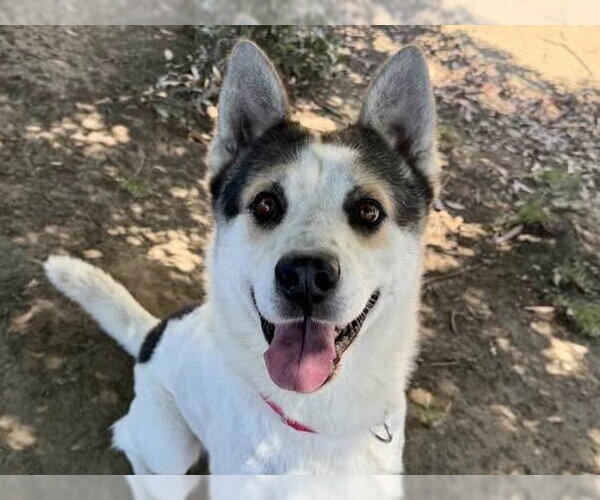 Medium Photo #3 Siberian Husky Puppy For Sale in Martinez, CA, USA