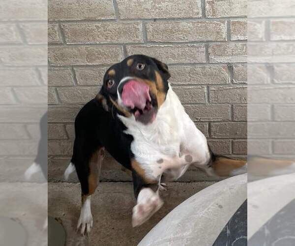 Medium Photo #2 Mutt Puppy For Sale in Shillington, PA, USA