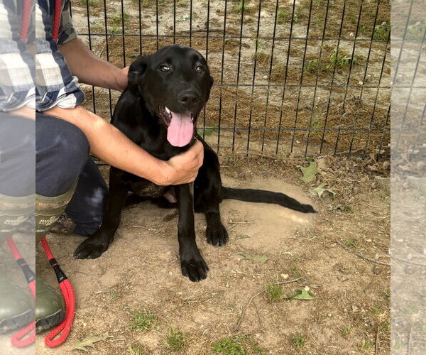 Medium Photo #2 Mutt Puppy For Sale in Yardley, PA, USA