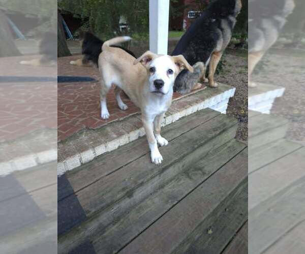 Medium Photo #24 Shepradors Puppy For Sale in Raleigh, NC, USA