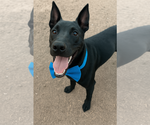 Small #1 Australian Kelpie-Labrador Retriever Mix