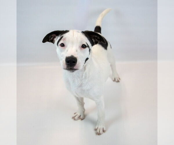 Medium Photo #5 Mutt Puppy For Sale in Kennesaw, GA, USA