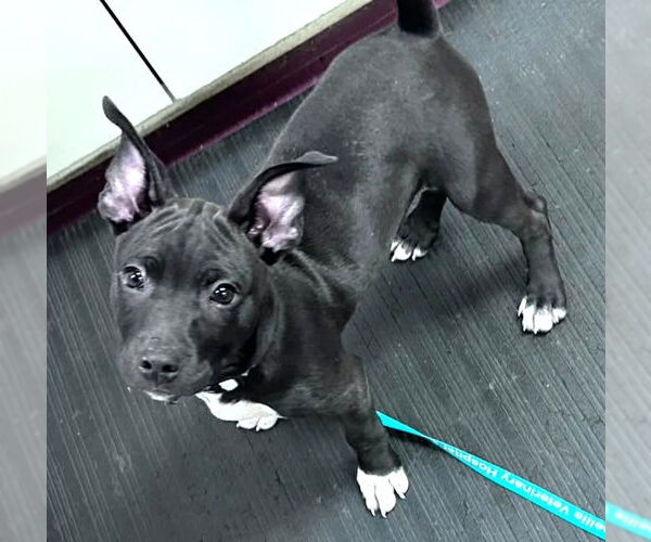 Medium Photo #1 American Pit Bull Terrier-Siberian Husky Mix Puppy For Sale in Wetumpka, AL, USA