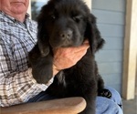 Small #1 Newfoundland