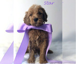 Small Photo #16 Goldendoodle Puppy For Sale in DEMOPOLIS, AL, USA