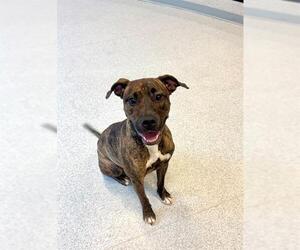 American Bulldog Dogs for adoption in Toronto, Ontario, Canada