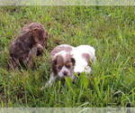 Small Cocker Spaniel