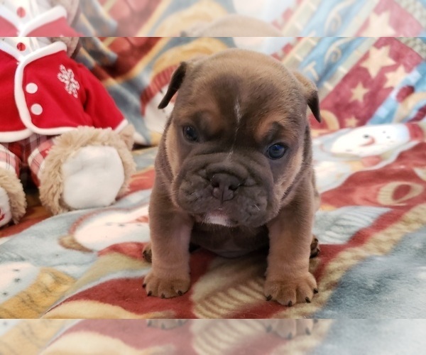 Medium Photo #2 Bulldog Puppy For Sale in SPRINGFIELD, MO, USA