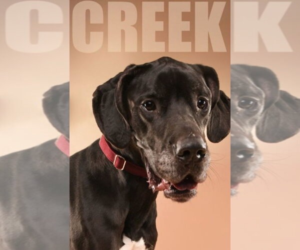 Medium Photo #1 Great Dane Puppy For Sale in Buffalo, MN, USA