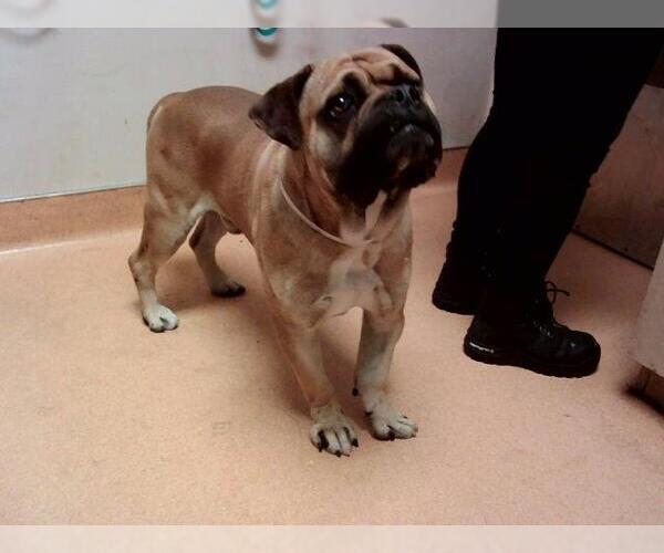 Medium Photo #1 Mastiff-Unknown Mix Puppy For Sale in Martinez, CA, USA