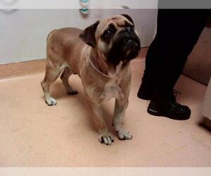 Mastiff-Unknown Mix Dogs for adoption in Martinez, CA, USA