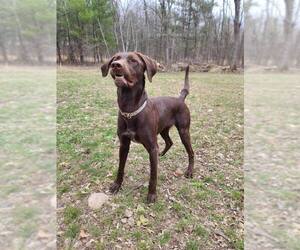 Lab-Pointer Dogs for adoption in Farmington, MN, USA
