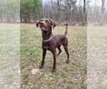 Small Lab-Pointer