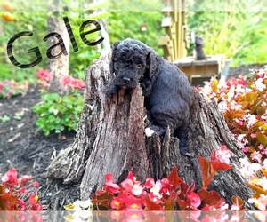 Labradoodle-Poodle (Miniature) Mix Puppy for sale in MILLVILLE, MN, USA