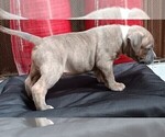 Puppy Mister American Bully-American Pit Bull Terrier Mix