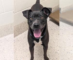 Mutt Dogs for adoption in Brighton, CO, USA