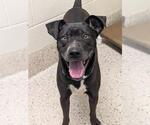 *KEATON - Male Mutt Dog for Adoption - Small photo