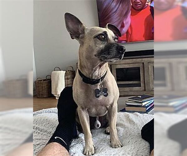 Medium Photo #4 Chihuahua Puppy For Sale in Dana Point, CA, USA