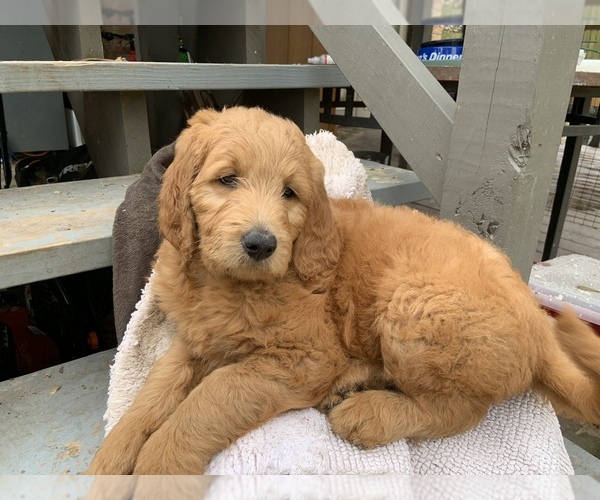 Medium Photo #1 Goldendoodle Puppy For Sale in CYPRESS, TX, USA