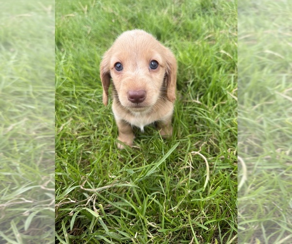Medium Photo #4 Dachshund Puppy For Sale in MONTPELIER, OH, USA
