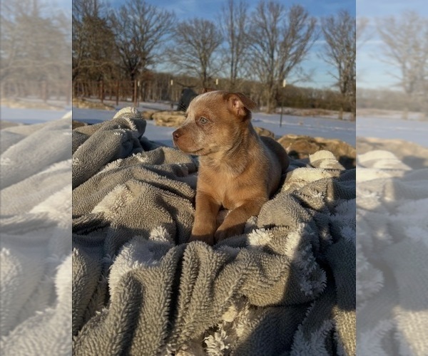Medium Photo #6 Australian Cattle Dog Puppy For Sale in BONHAM, TX, USA