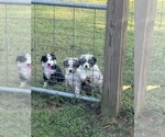 Small #1 Australian Shepherd