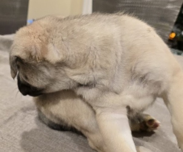 Medium Photo #2 Alaskan Malamute-Mastiff Mix Puppy For Sale in OMAHA, NE, USA