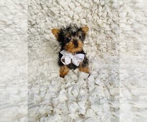 Yorkshire Terrier Puppy for sale in INDIANAPOLIS, IN, USA