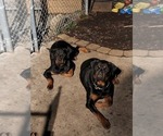 Small #19 Rottweiler