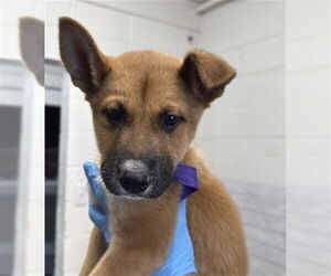 German Shepherd Dog-Unknown Mix Dogs for adoption in San Bernardino, CA, USA