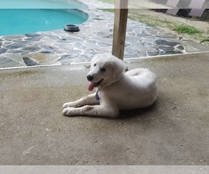 Father of the Anatolian Shepherd-Maremma Sheepdog Mix puppies born on 07/13/2020
