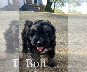 Cocker Spaniel-Poodle (Miniature) Mix Puppy for sale in ENUMCLAW, WA, USA