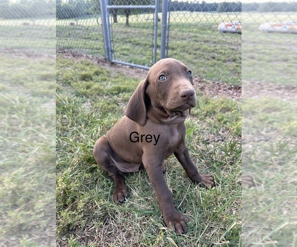 Medium Photo #8 Vizsla-Weimaraner Mix Puppy For Sale in MARSHVILLE, NC, USA