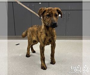 Mutt Dogs for adoption in Washington, DC, USA