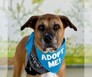 Boxer-Unknown Mix Dogs for adoption in Pacific Grove, CA, USA