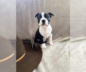 Boston Terrier Puppy for sale in LOOMIS, CA, USA