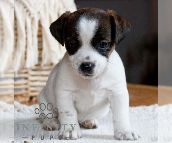 Medium Photo #1 Jack Tzu Puppy For Sale in EAST EARL, PA, USA