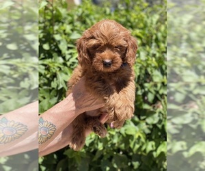Goldendoodle (Miniature) Puppy for Sale in DESERT HOT SPRINGS, California USA