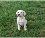 Randy - Male Labrador Retriever Puppy for Sale - Photo #4