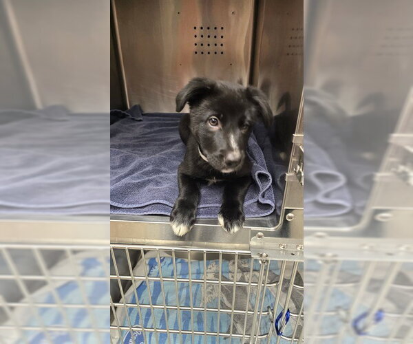 Medium Photo #1 Labrador Retriever-Unknown Mix Puppy For Sale in Rancho Cucamonga, CA, USA