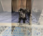 JUDY - Female Labrador Retriever-Unknown Mix Dog for Adoption - Small photo