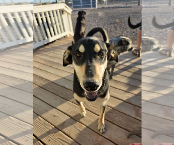 Medium Photo #3 Mutt Puppy For Sale in Chandler, AZ, USA