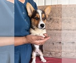 Small #3 Pembroke Welsh Corgi