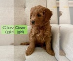 Puppy Clover Goldendoodle