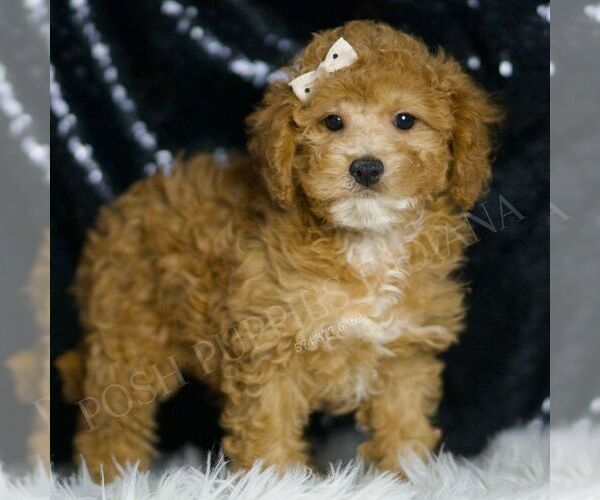 Medium Photo #5 Poodle (Toy) Puppy For Sale in WARSAW, IN, USA