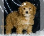 Small #4 Poodle (Toy)