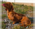 Small #3 Dachshund
