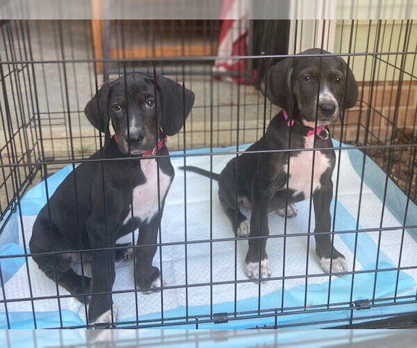 Medium Photo #3 American Foxhound-Unknown Mix Puppy For Sale in Cary, NC, USA
