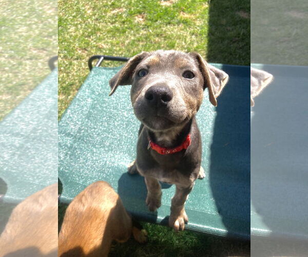 Medium Photo #10 Mutt Puppy For Sale in San Diego, CA, USA