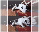 Small Photo #5 American Staffordshire Terrier-Olde English Bulldogge Mix Puppy For Sale in CHARLOTTE, NC, USA